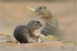<p>SYSEL OBECNÝ (Spermophilus citellus) --- /European ground squirrel - Europäisches Ziesel/</p>